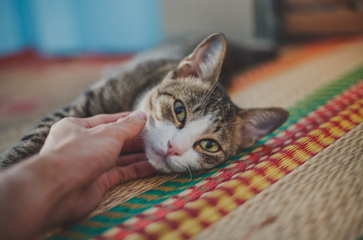 누워서 사람의 손길을 느끼고 있는 고양이