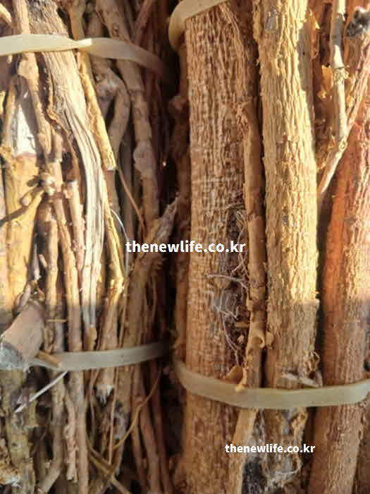 꾸지뽕 효능 강력한 항암 수술 후