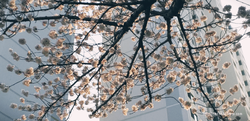 온천천 벚꽃