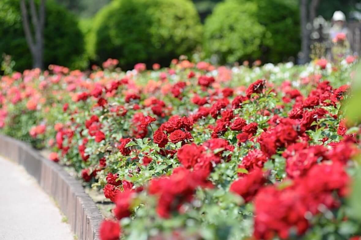 울산대공원 장미축제