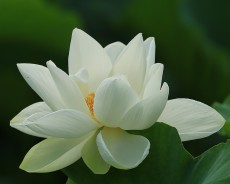 세미원 연꽃축제