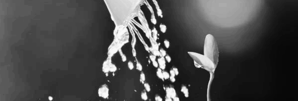 화분 물주기 방법 ② 물 주는 위치