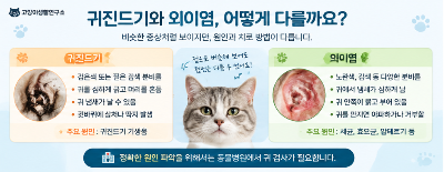 집사가 알려주는 고양이 귀진드기부터 외이염까지 집에서 확인할 수 있는 귀 건강 관리법 귀가 가려운 이유