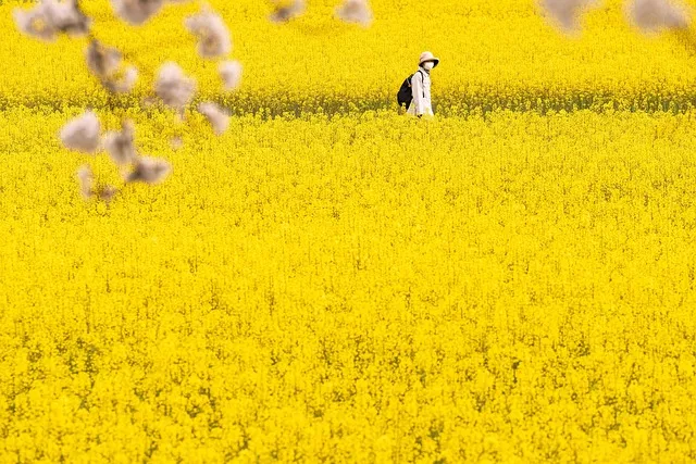 유채 재배 가을 파종 겨울 보온 봄 개화_8