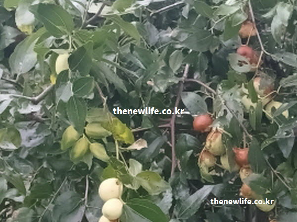 대추 효능 영양 성분이 풍부한 대추 실물 사진으로 건강식품으로서의 가치를 설명하는 이미지