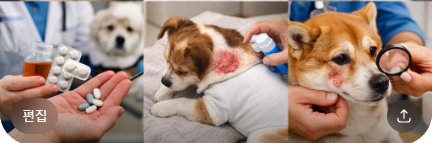 강아지 피부병, 왜 반복될까?곰팡이·알레르기·세균성 피부염을 원인을 알면 해결 가능합니다.