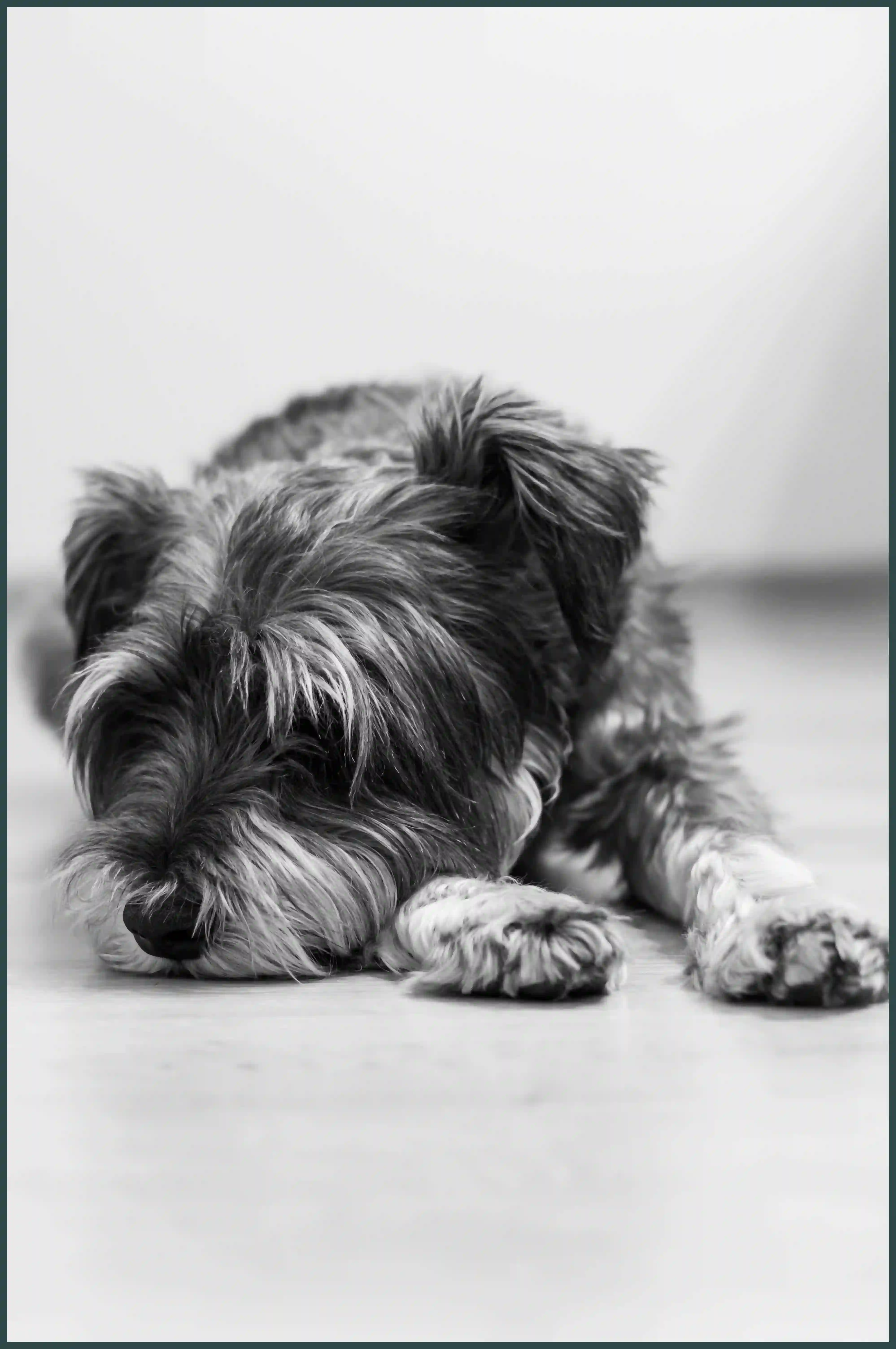 강아지 바나나 줘도 되나요? 급여 방법과 주의사항 