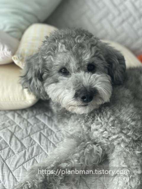 귀여운 강아지 사진