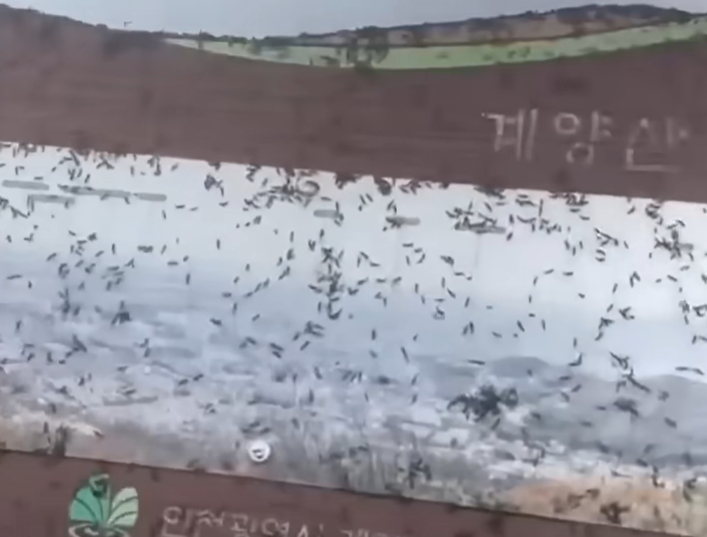 계양산러브버그