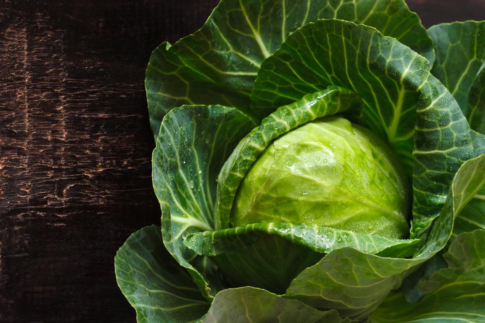 Cabbage 3