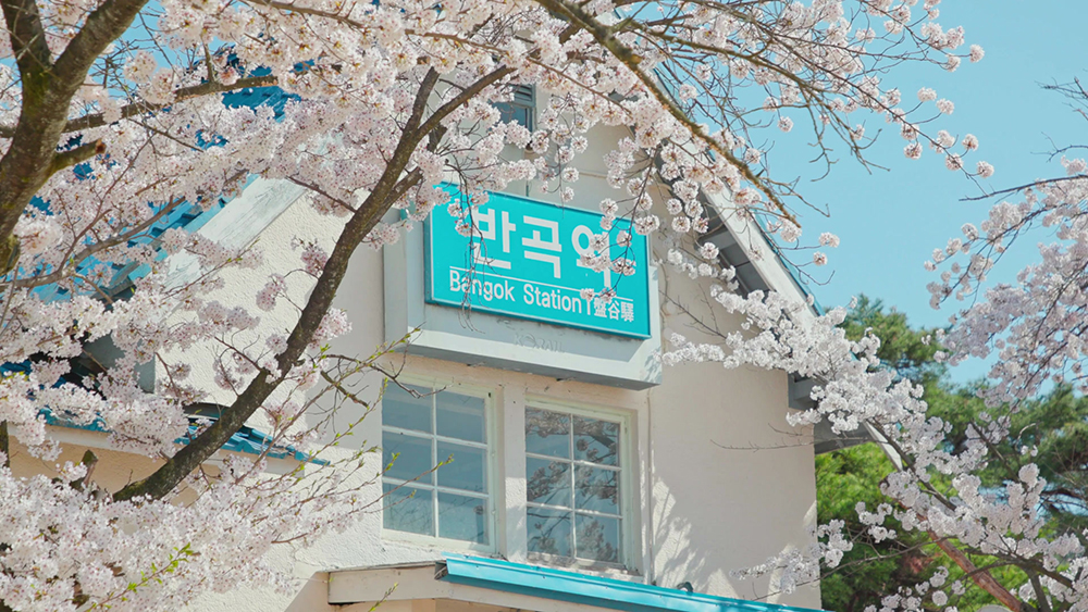 2025 벚꽃 개화시기