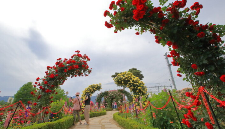 곡성 세계장미축제
