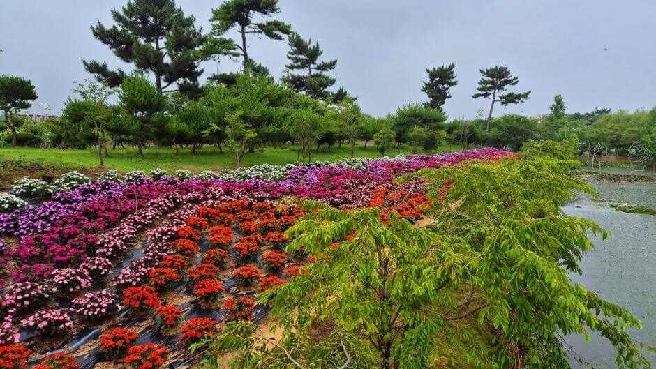 2025 태안 봄꽃정원&amp;#44; 봄날의 낭만을 만나는 곳!!