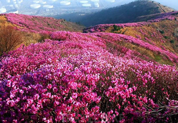 영취산-진달래축제2