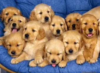 새끼강아지무료분양 멍멍이 가족 맞이 꿀팁_12