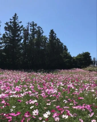 제주 항파두리 유적지 역사 공부 겸 산책코스 소개_7