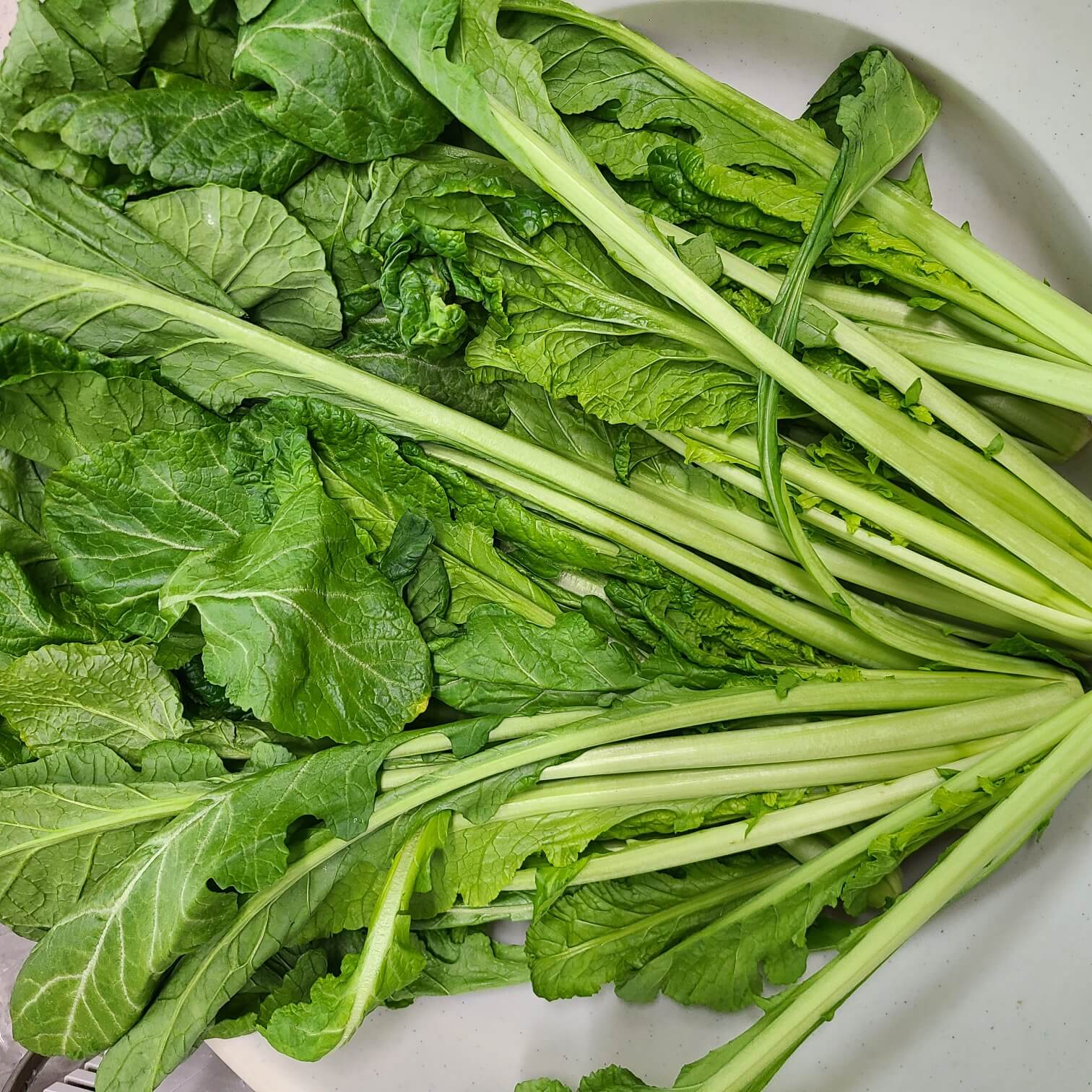 돌산갓김치 광채갓김치 웰빙갓김치 개미핥기 갓김치 대박갓김치 종말이갓김치 묵은갓김치 전라도 갓김치 갓김치 1kg 물갓김치 갓김치 2kg 갓김치5kg 갓김치 3kg 업소용갓김치 중국산갓김치 갓김치 10kg 갓김치명인 갓김치파김치 묵은지갓김치 종갓집갓김치 갓김치 담그는법 갓김치볶음 갓김치찌개 갓김치효능 갓김치 요리 갓김치김밥 갓김치 갓 갓김치전 갓김치파스타 갓김치 맛있게 담그는법 갓김치 황금레시피 갓김치 효능 갓김치 볶음 갓김치 찌개 갓김치 백화점 여수 돌산갓김치 여수 갓김치 돌산 갓김치 갓김치 절임 갓김치 종류 갓김치 꽁치찌개 갓김치 김밥 갓김치 영어로 갓김치 레시피 갓김치볶음밥 갓김치담그기