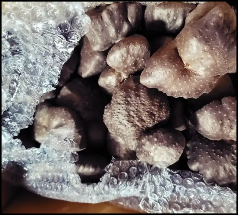 하늘마 효능과 부작용