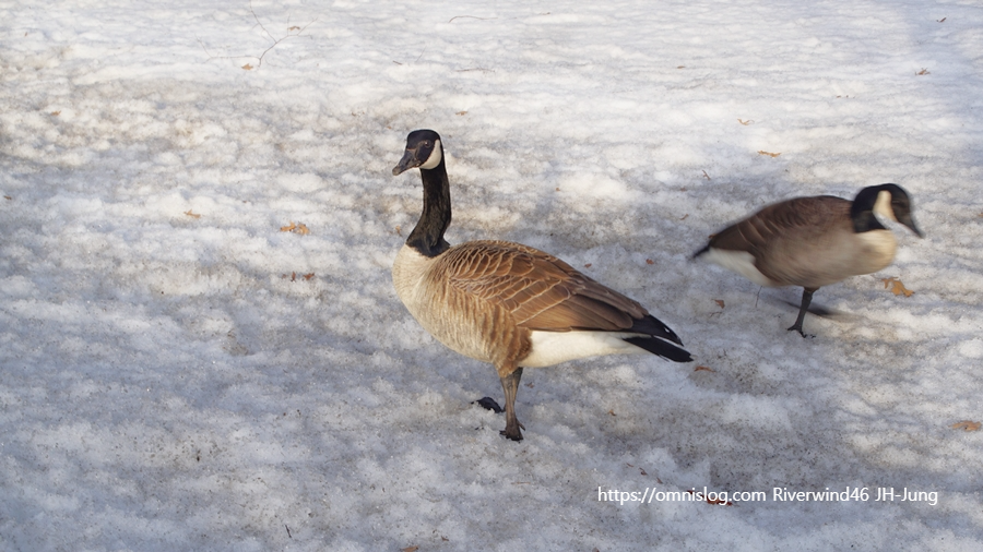 찰스강의 겨울철새 기러기 Boston goose, Canada goose
