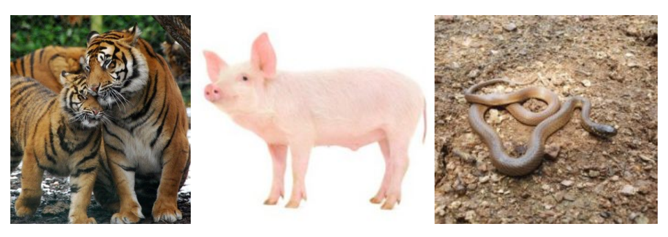 태몽 꿈/ 동물, 물고기 태몽꿈 풀이 모음-호랑이-돼지-뱀 사진