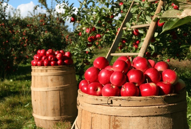 CCA 주스 효능 - 독소배출