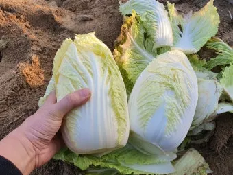 배추 재배 정식 시기 석회 뿌리기 벌레 예방_6