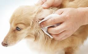 귀를 닦아내고있는 강아지사진