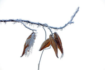 박주가리 효능과 먹는 방법과 부작용에 대해 알아봤습니다.