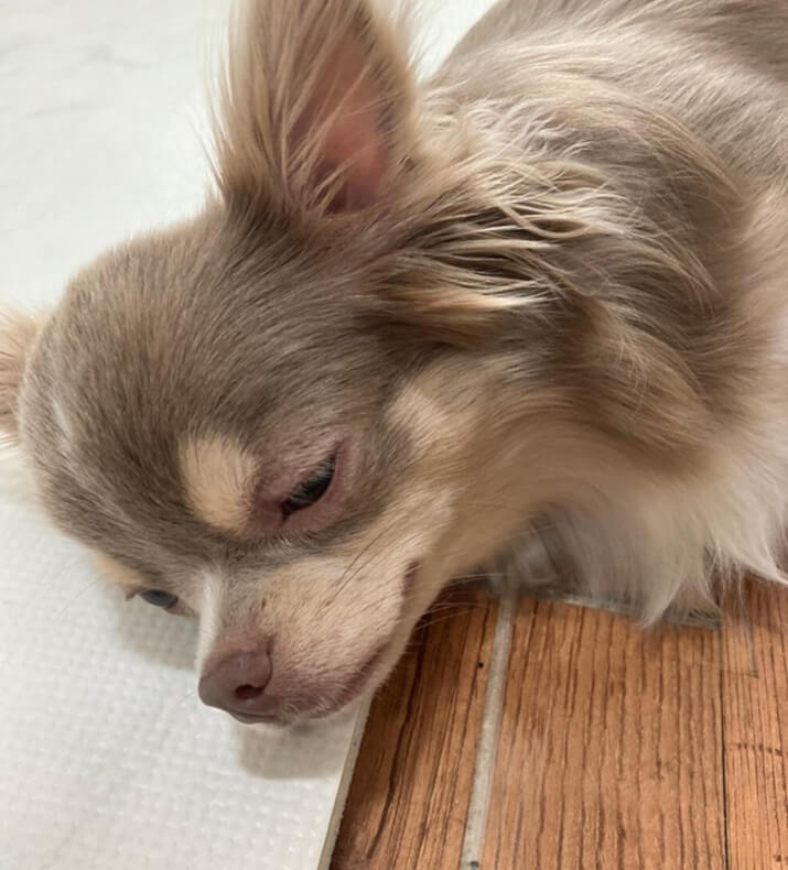 아파서-누워있는-강아지