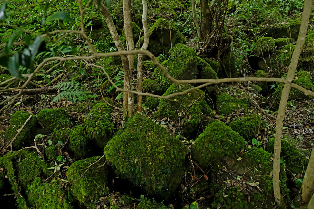 거문오름 이끼 낀 돌