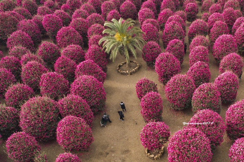 제주동백수목원