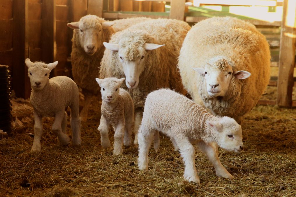 대관령 양떼목장