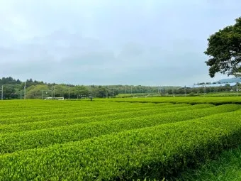 제주 오설록 티뮤지엄 관람 팁과 근처 카페 안내_18