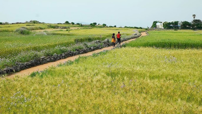제주도 가파도 청보리 축제에 관한 사진
