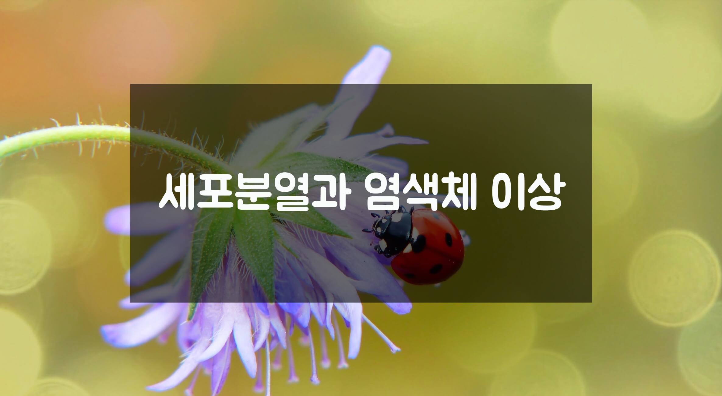 세포분열과 염색체 이상
