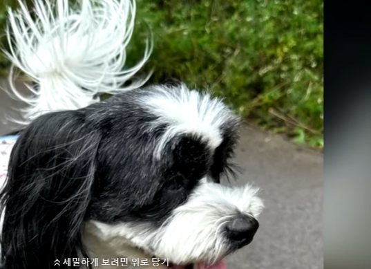 장필순의 반려견 까뮈