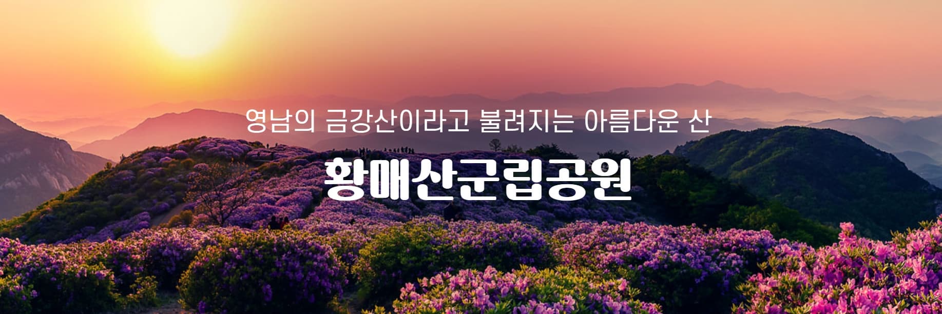 [경남 합천 여행]5월 지역 축제❘황매산 철쭉축제❘기간, 예약, 실시간 개화 현황