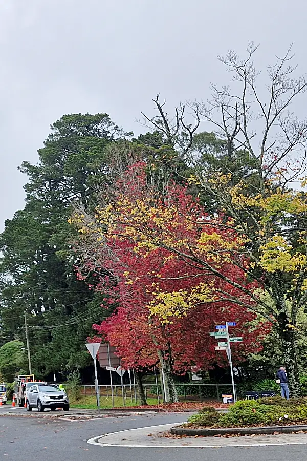 서울 단풍 명소