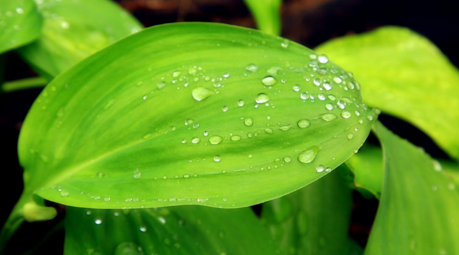 명이나물_주의사항