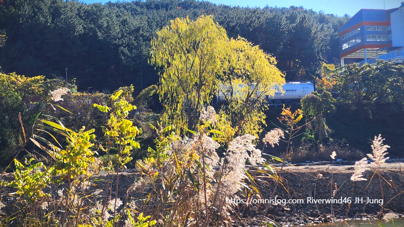 감성사진 수영천의 늦가을