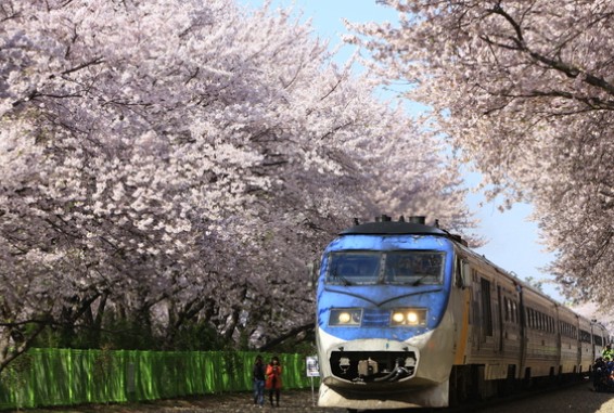 경남 여행지 추천 ❘ 창원 가볼만한 곳 베스트 10. 경화역 벚꽃길