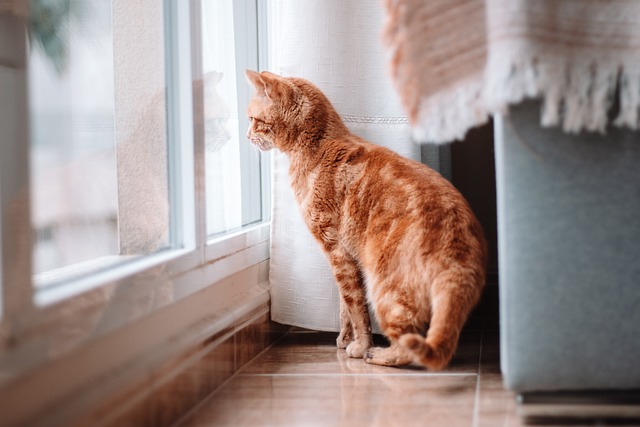밖을 보는 고양이