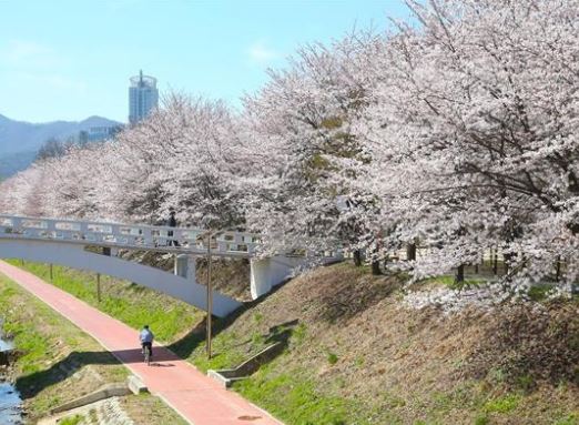 강남 벚꽃