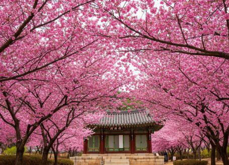 경주 벚꽃