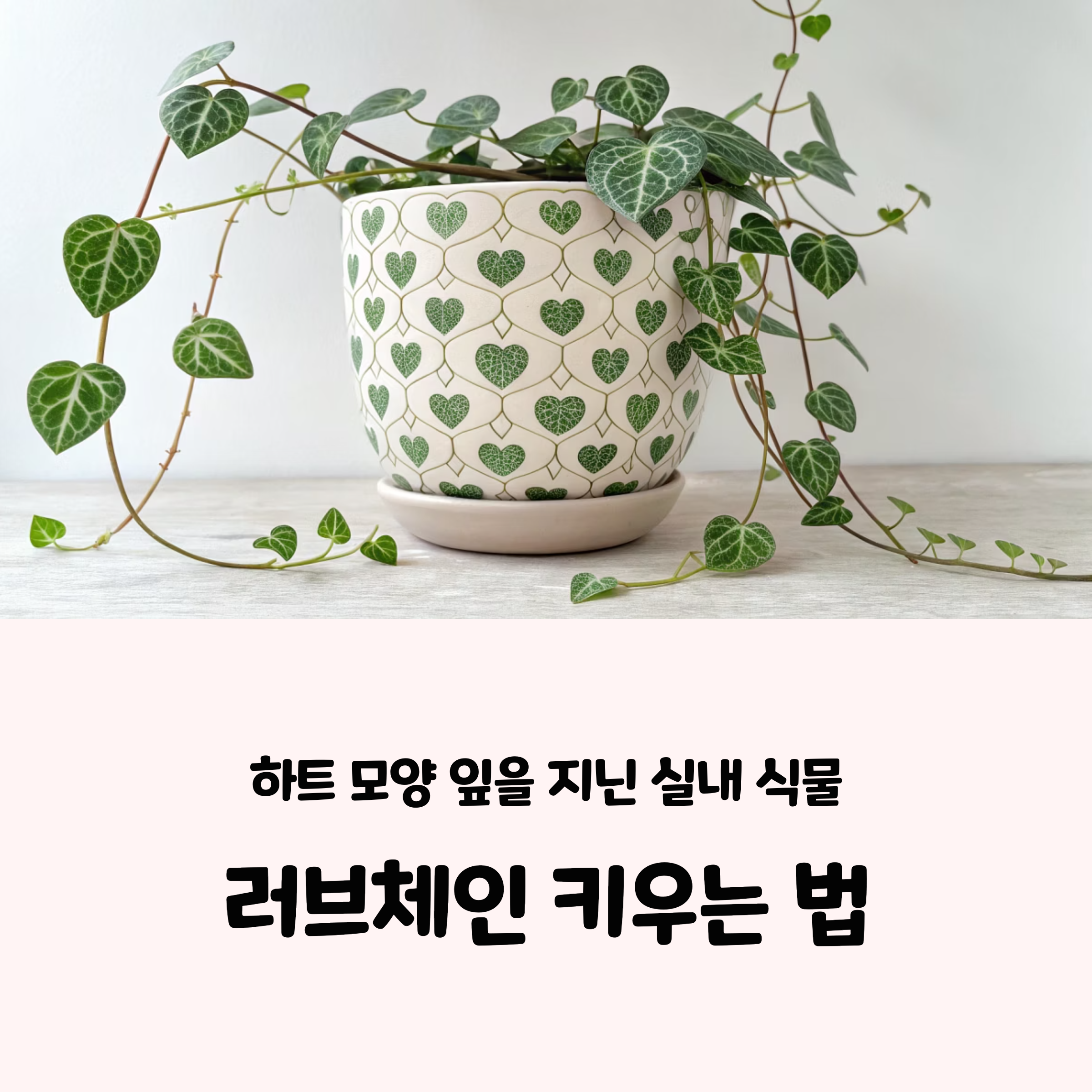 러브체인 키우는법