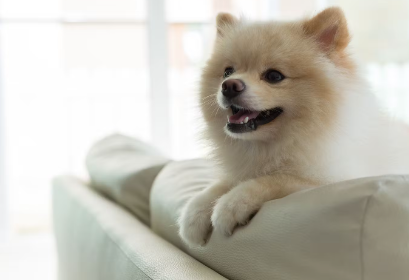 쇼파위의 강아지