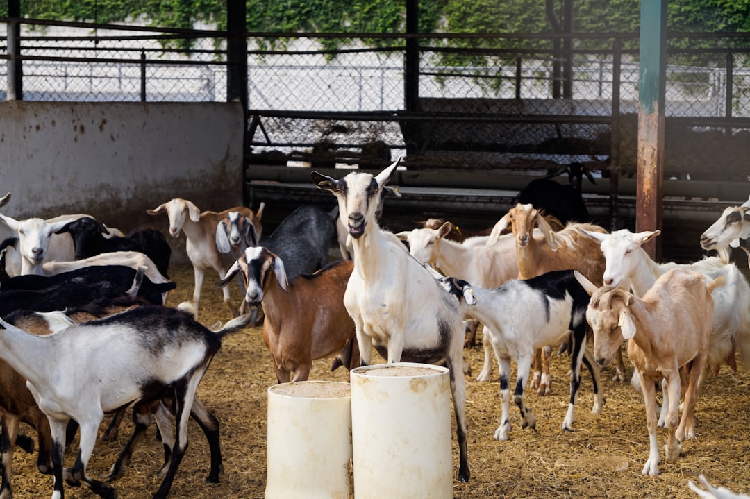 Livestock