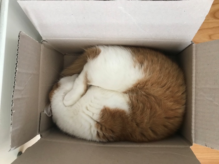 고양이발톱빠지는이유