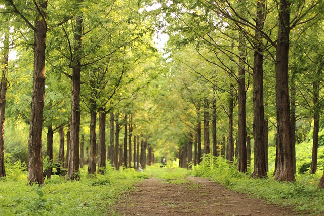 나무 사이로 펼쳐진 넓은 길
