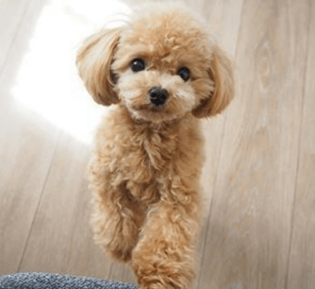 정면을-바라보고-있는-갈색의-푸들-강아지